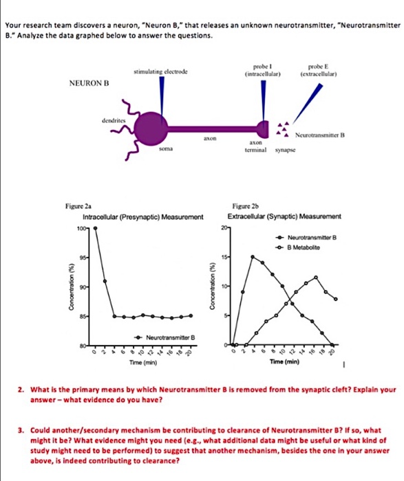 your-research-team-discovers-a-neuron-neuron-b-that-releases-an-unknown