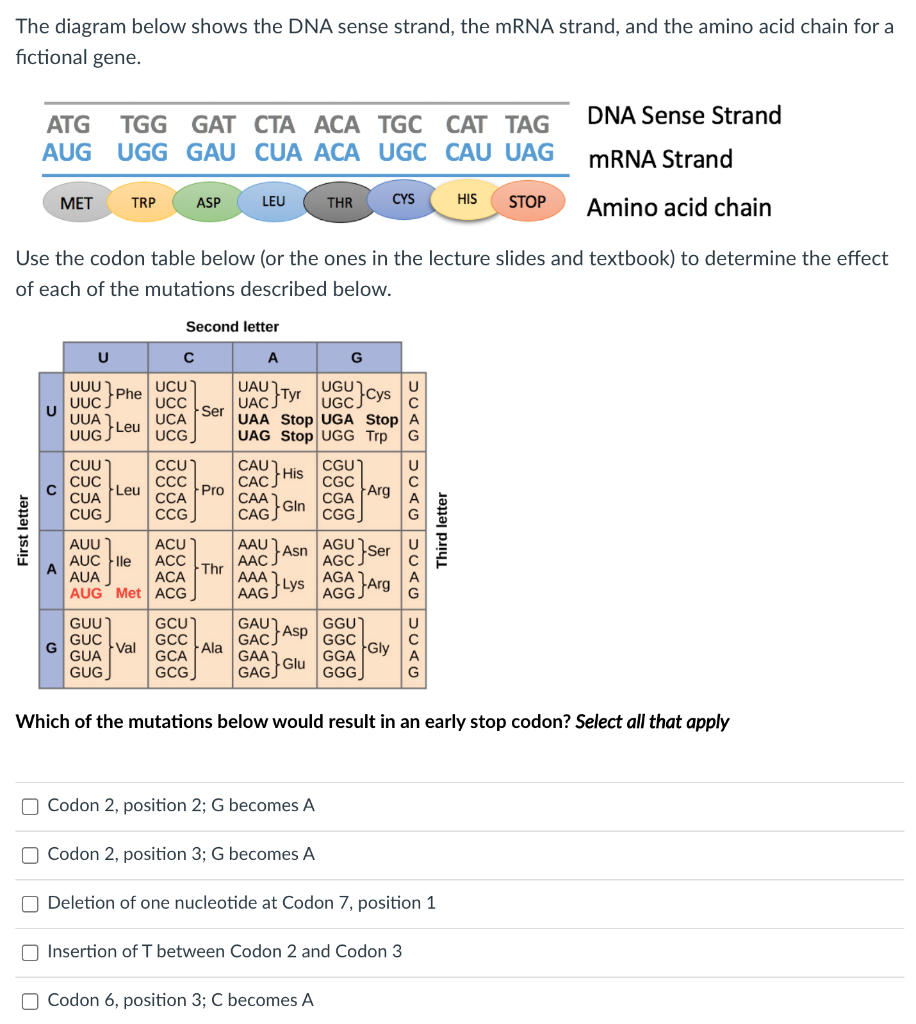 the diagram below shows the dna sense strand the mrna strand and the