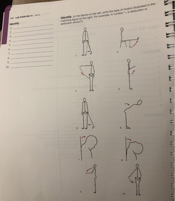 174 lab exercise 16 joints identify in the blanks to the left write the