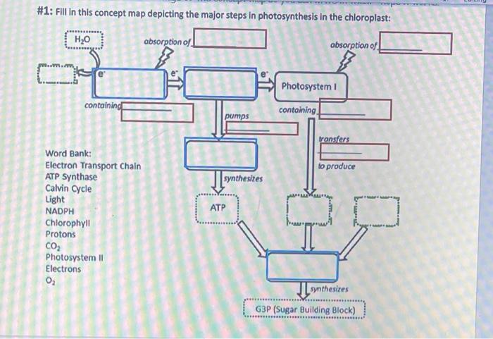 1-fill-in-this-concept-map-depicting-the-major-steps-in-photosynthesis