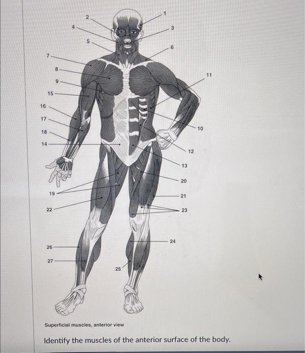 label the muscles of the body by looking at the images and typing in