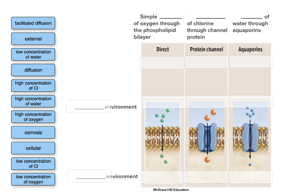 facilitated-diffusion-external-low-concentration-of-water-diffusion