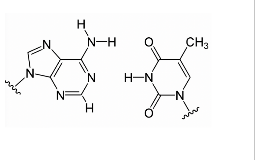 a picture of two bases is shown below the squiggly linesrepresent