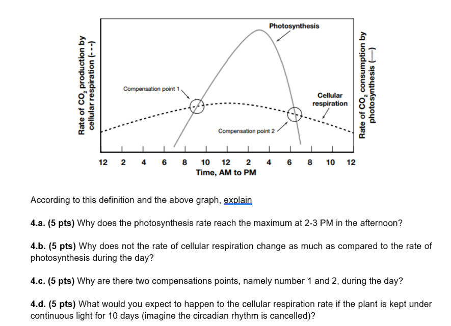 photosynthesis-rate-of-co-production-by-cellular-respiration