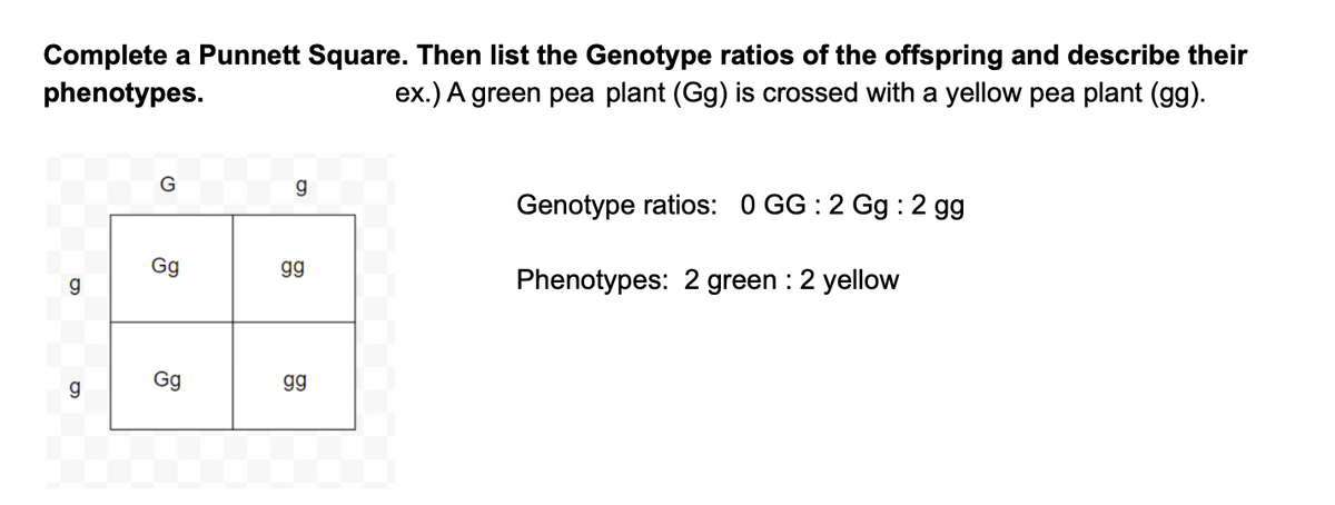 Complete A Punnett Square Then List The Genotype Ratios Of The