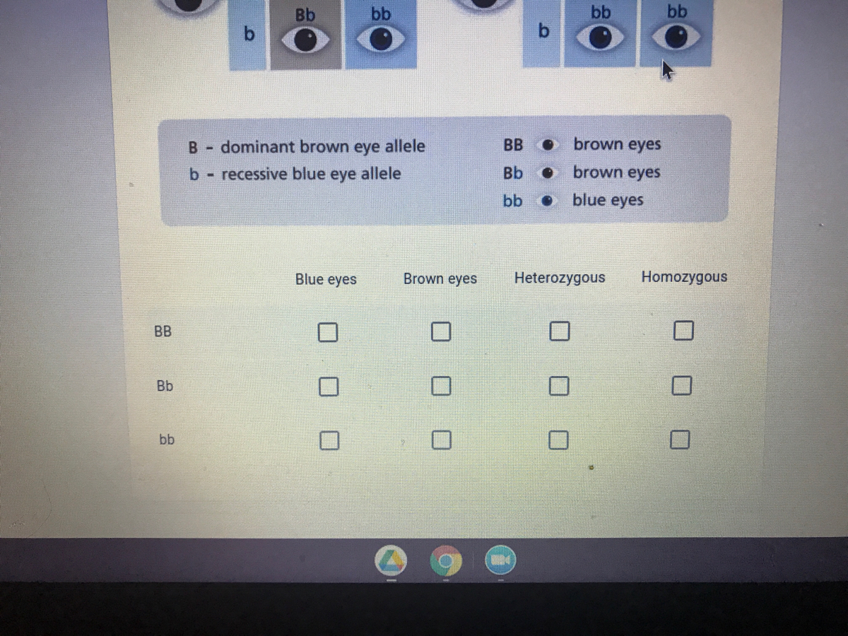 Brown Eyes Are Dominant To Blue Eyes Identify The Phenotype For The ...