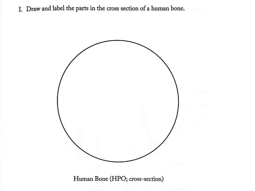 i-draw-and-label-the-parts-in-the-cross-section-of-a-human-bone-human